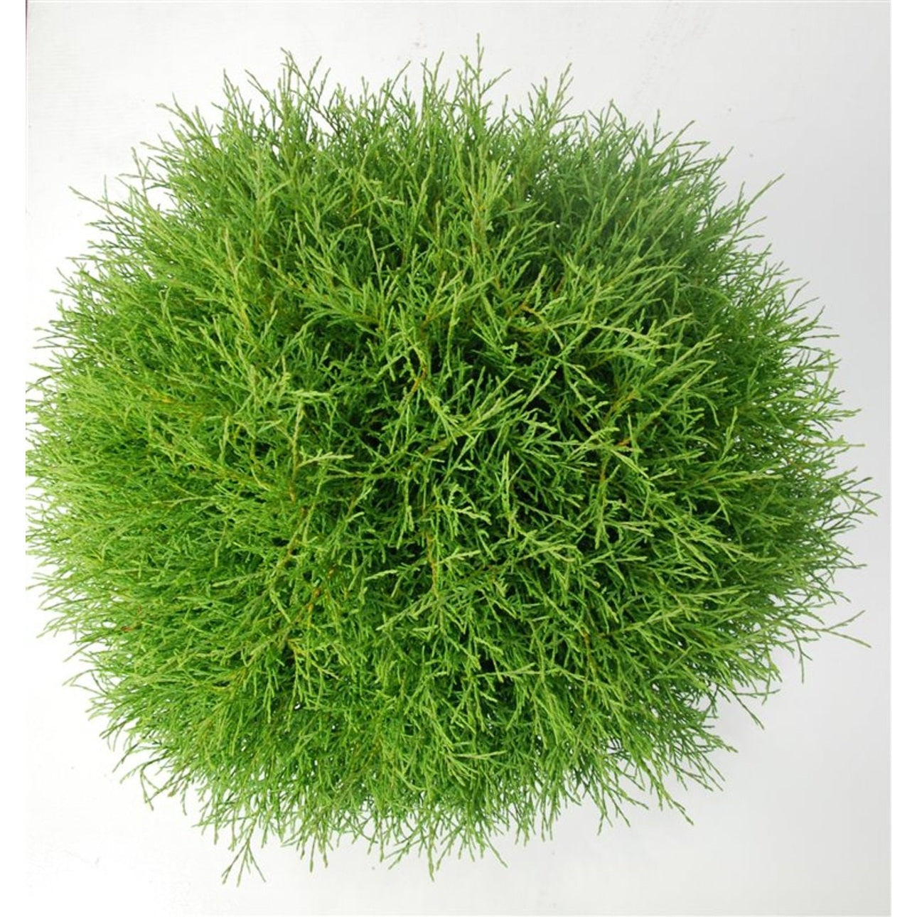 Thuja – Thuja occidentalis 'Mr Bowling Ball' - C12 50-60 cm.